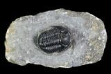 Detailed Gerastos Trilobite Fossil - Morocco #108488-1